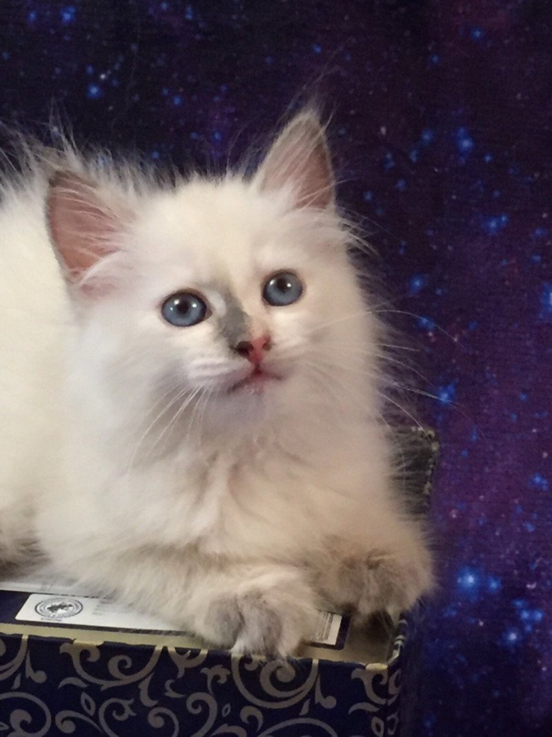 1er chaton (Portée Estee Tzar-Koshka ❤ Yanik Zhemchug Nevy) - Femelle point Femelle Sibérien