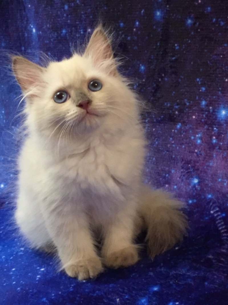 3e chaton (Portée Estee Tzar-Koshka ❤ Yanik Zhemchug Nevy) - Femelle blue point Femelle Sibérien