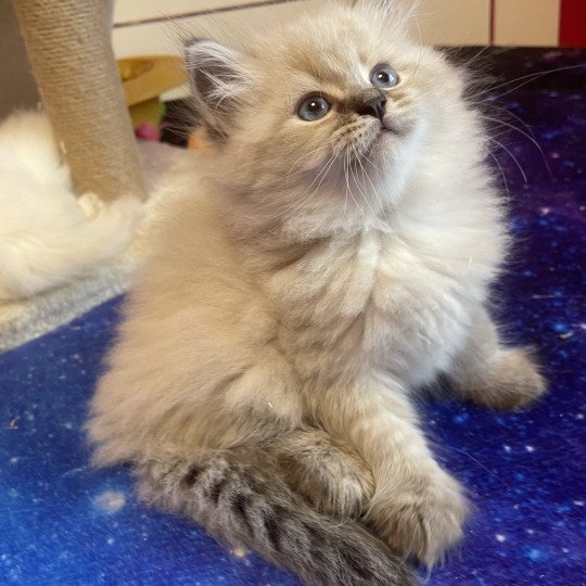chaton Sibérien Adrian Saphir de Neva