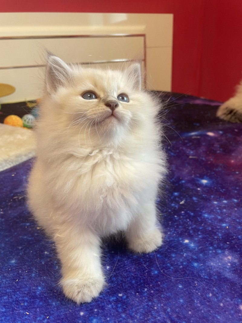 Apollo Mâle Sibérien