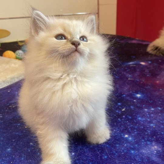 chaton Sibérien Apollo Saphir de Neva