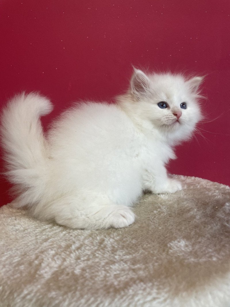 Asya Femelle Sibérien