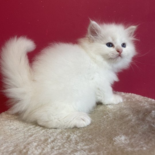 chaton Sibérien Asya Saphir de Neva