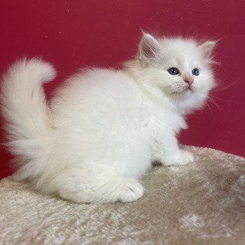 chaton Sibérien Asya Saphir de Neva