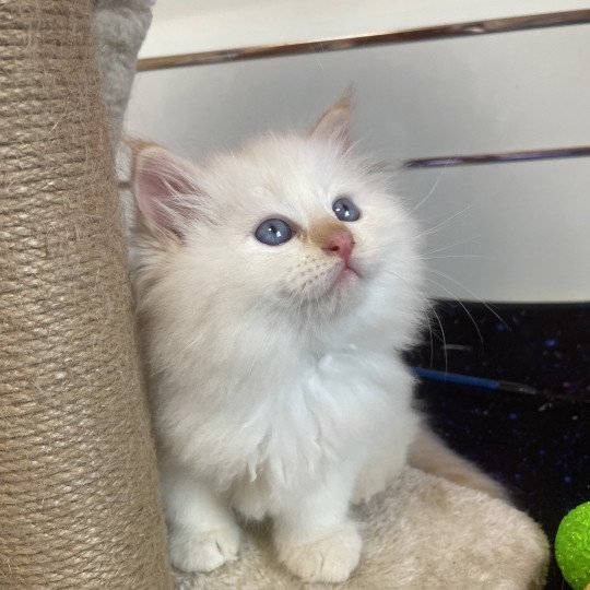 chaton Sibérien Aurika Saphir de Neva