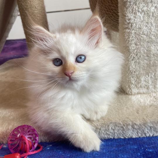 chaton Sibérien Aurika Saphir de Neva