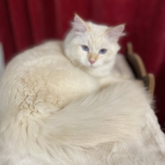 U-Orsen Mâle Sibérien